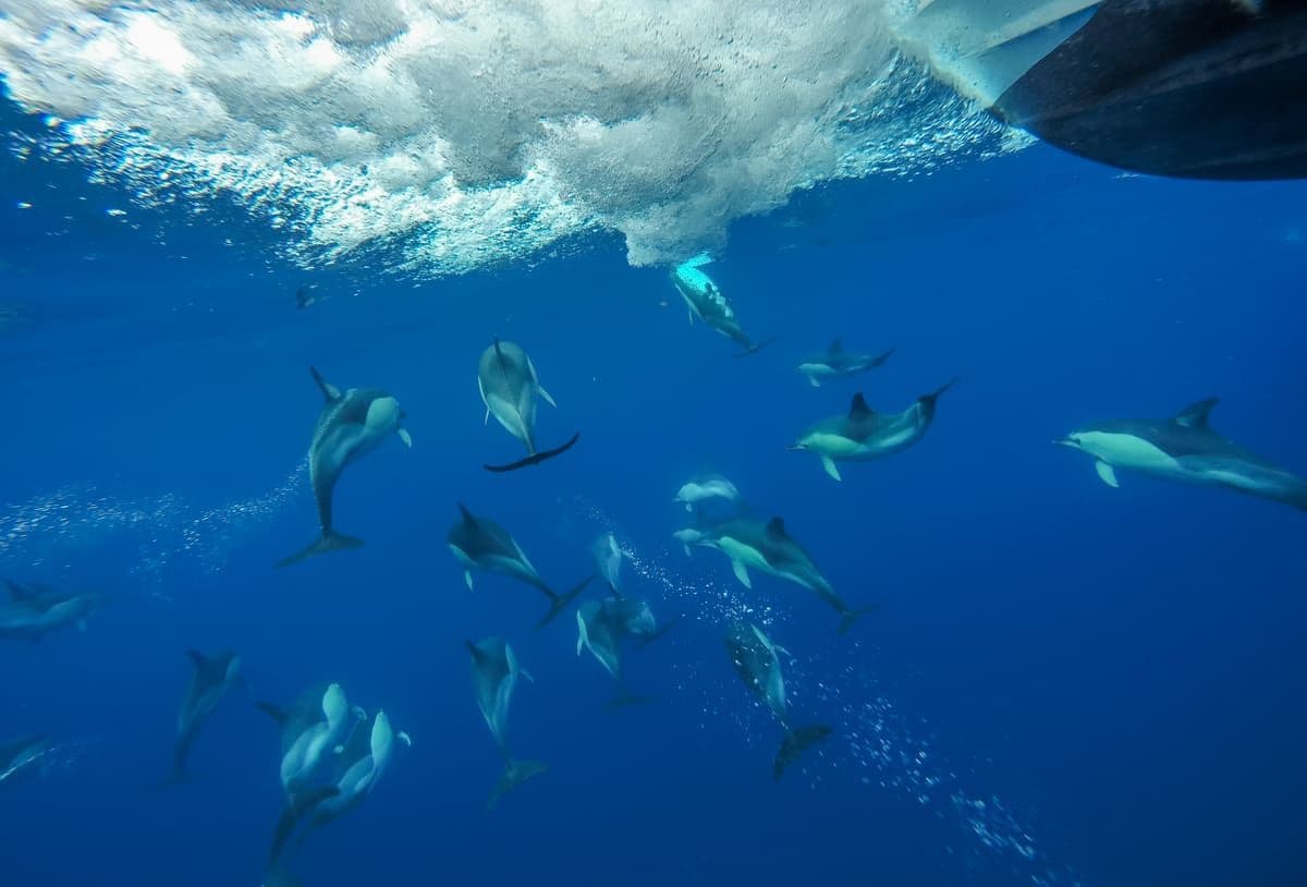 Sea Safari's